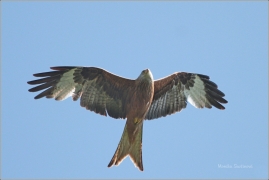 <p>LUŇÁK ČERVENÝ (Milvus milvus) /Red kite - Rotmilan/ </p>